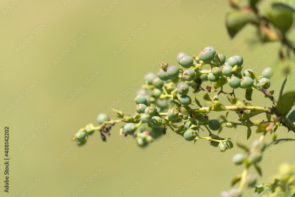 A blueberry plant and its fruits A blueberry plant and its fruits