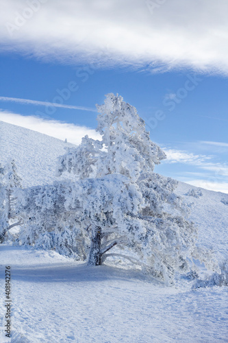 Snow-covered tree on a sunny day under a deep blue and cloudy sky.