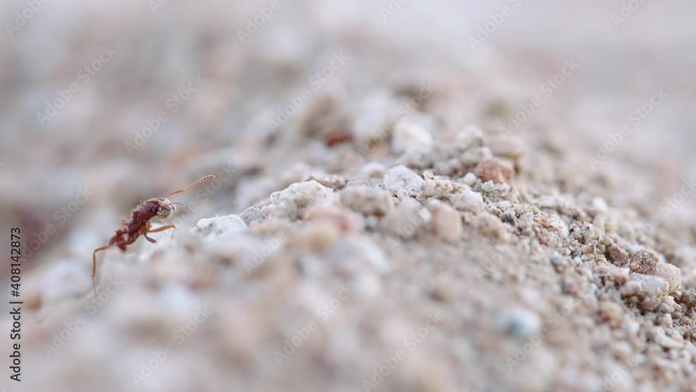 Major Leafcutter ant surveying the Sonoran Desert terrain for intruders to the nest - Ground-level long close up shot Major Leafcutter ant surveying the Sonoran Desert terrain for intruders to the nest - Ground-level long close up shot