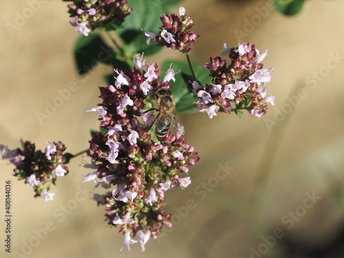 Wallpaper Mural blooming tree with bee Torontodigital.ca