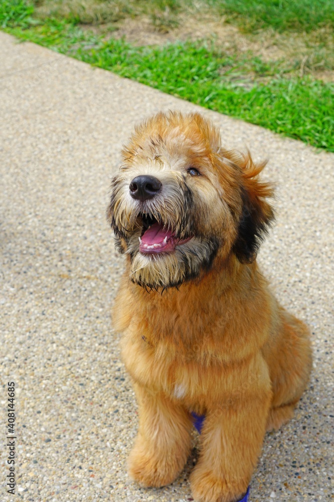 Soft coat wheaten terrier puppy hotsell