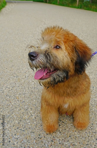 View of a Soft Coated Wheaten Terrier puppy dog photo