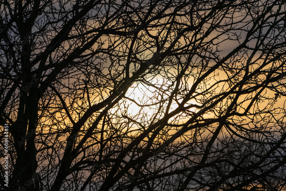Kahle Bäume im Winter bei Sonnenuntergang Kahle Bäume im Winter bei Sonnenuntergang