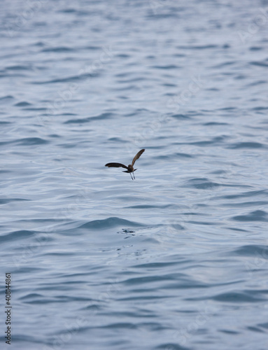 Wilson's Storm-petrel (Oceanites oceanicus). Islas Galapagos, Ecuador