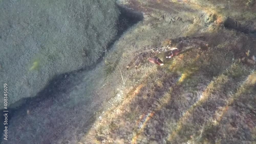 A sea crab on a rock under the sea feeds on algae
A sea crab on a rock under the sea feeds on algae