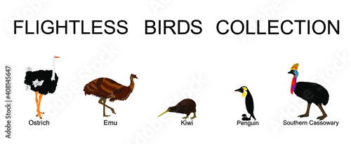 Flightless birds collection vector illustration isolated on white background. Ostrich, emu, kiwi, penguin and cassowary. Unusual endemic bird group. Wildlife exotic animal.