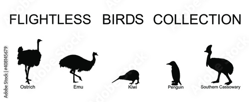 Flightless birds collection vector silhouette illustration isolated on white background. Ostrich, emu, kiwi, penguin and cassowary. Unusual endemic bird group. Wildlife exotic animal.