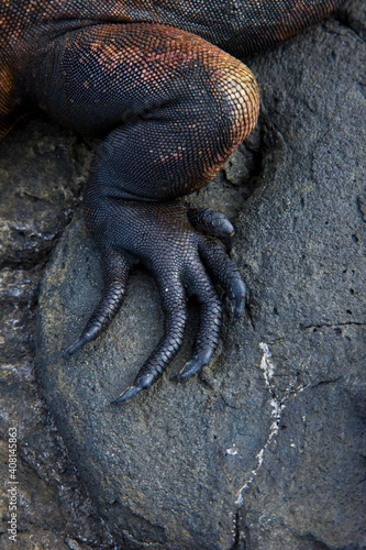 Ecuador. Parque Nacional de las Islas Galapagos.  Iguana marina Amblyrhynchus cristatus .