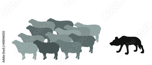 Hungry wolf sneaks up  approach behind back flock of sheep vector silhouette illustration isolated on white background. Danger predator alert for domestic animal crowd. Lamb meat. Damage for farmer.