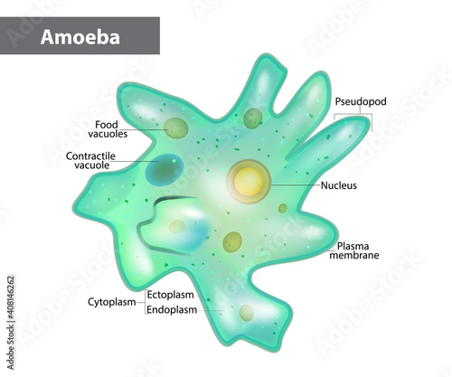 Body structure of an amoeba proteus