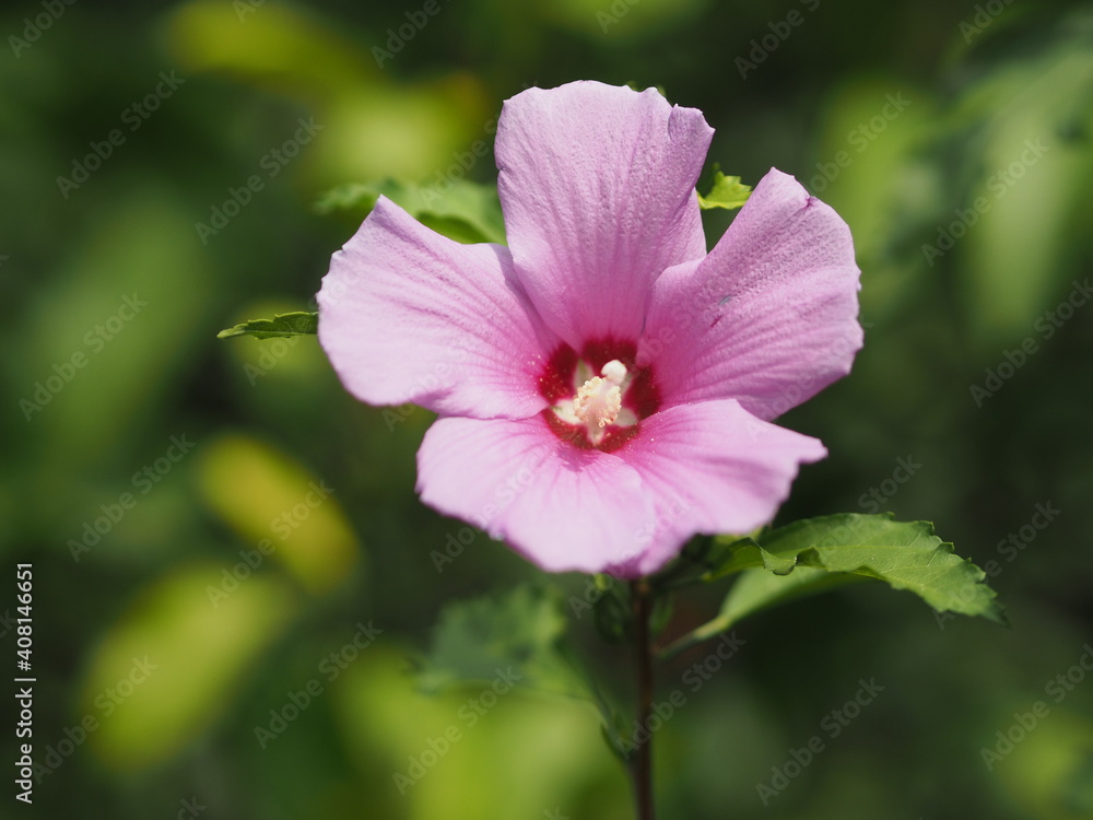 Fototapeta premium Rosa Anthea