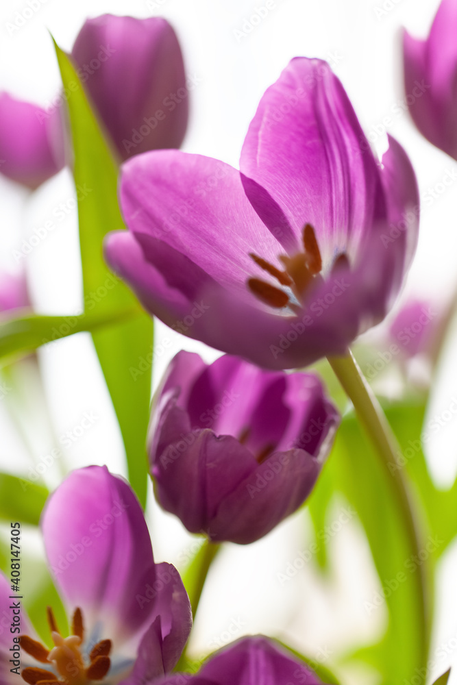 Bouquet of purple tulips on white blurred background. Macro. Close-up. Vertical. Soft selective focus. For greeting card, invitation, social media, flower delivery, Mother's day, Women's Day Bouquet of purple tulips on white blurred background. Macro. Close-up. Vertical. Soft selective focus. For greeting card, invitation, social media, flower delivery, Mother's day, Women's Day