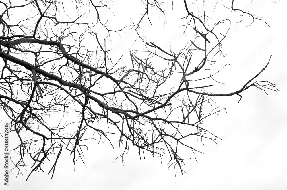 Tree branches without leaf.