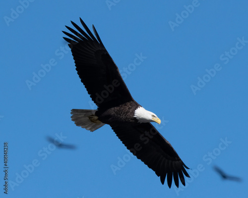 American Bald Eagle