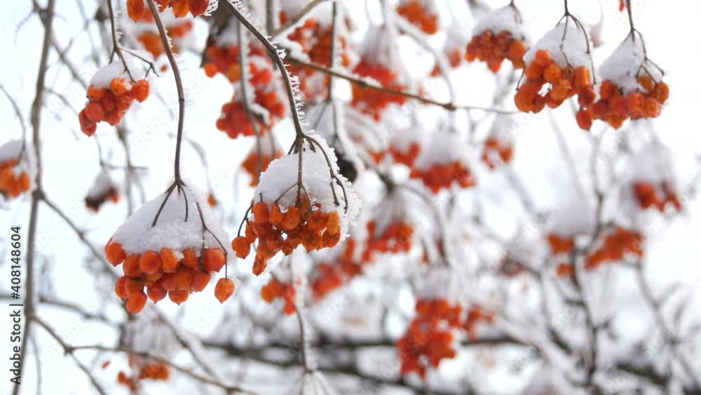 Bunches of ripe red viburnum berries covered with snow on a winter day. Bunches of ripe red viburnum berries covered with snow on a winter day.