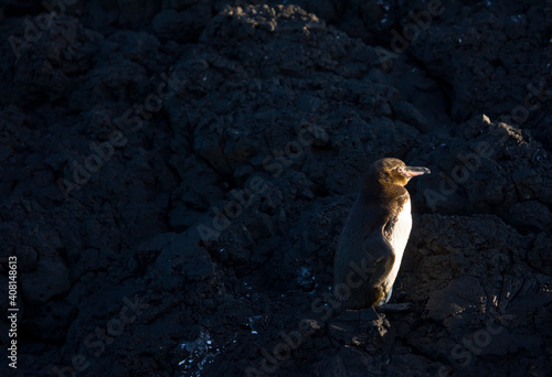 PING  INO DE GALAPAGOS. Parque Nacional Islas Galapagos  Ecuador  America