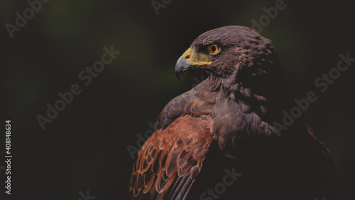 Quadro em tela Male Harris Hawk close up  showing head eyes beak and feather detail in profile