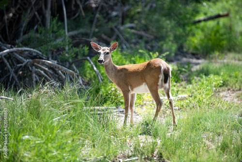 Wild animals concept. White-tailed Deer Fawn. Bambi. Young roe deer, capreolus. Beautiful wildlife buck.