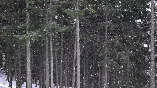 Snowing in the mountains in pine forest