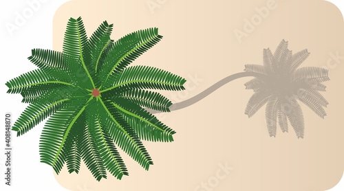 The vector palm tree grows on the beach in the sand and casts a shadow. Tree top view.
