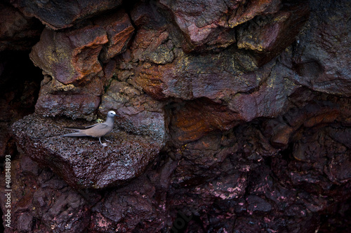 Brown Noddy or Common Noddy (Anous stolidus). Islas Galapagos, Ecuador photo