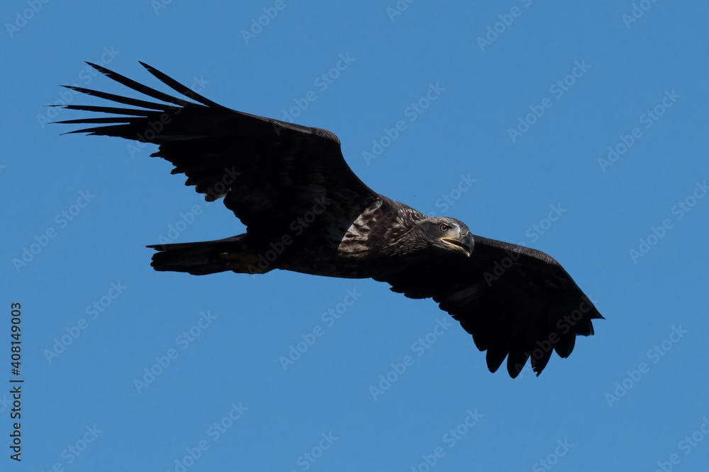 Obraz premium American Bald Eagle