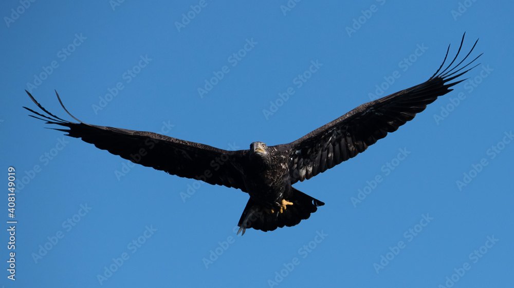 Obraz premium American Bald Eagle