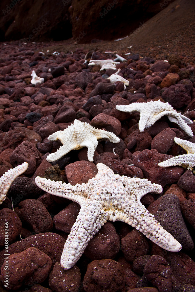 Estrellas de mar en la playa,Islas Galapagos, Ecuador Estrellas de mar en la playa,Islas Galapagos, Ecuador