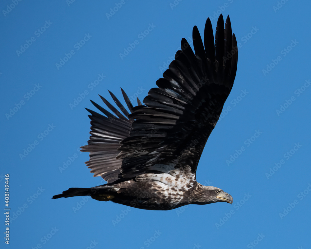 Fototapeta premium vulture in flight