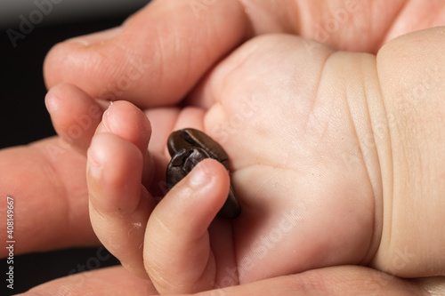 coffee beans in a baby's hand