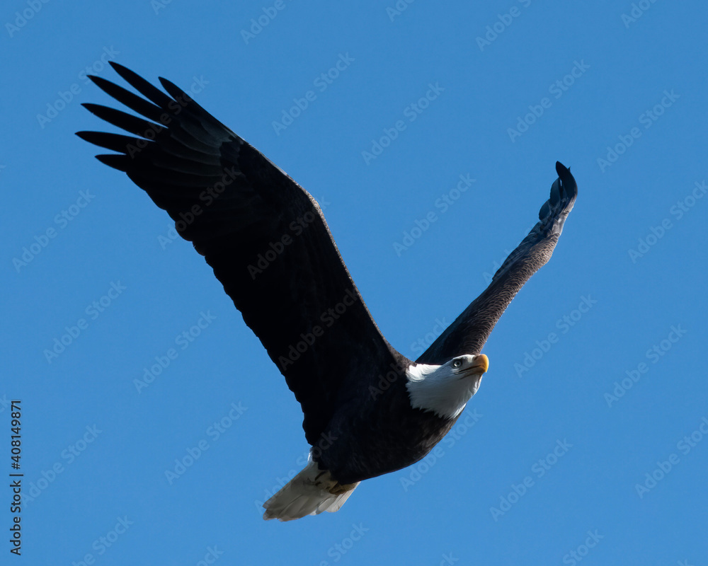 Obraz premium eagle in flight