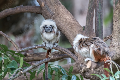 Cotton Top Tamarin, a small New World monkey is on a tree. Exotic animals photo