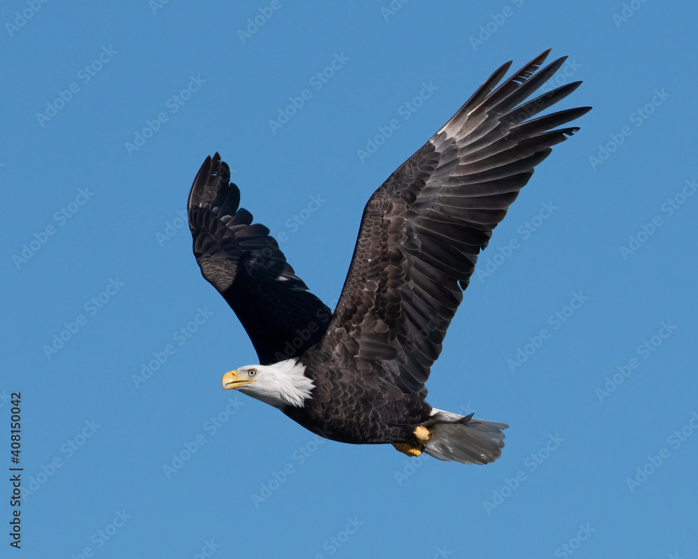 Fototapeta premium american bald eagle