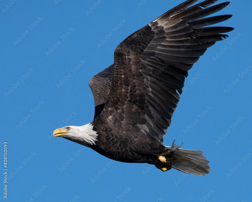 Obraz premium american bald eagle
