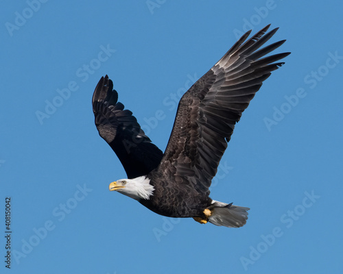 american bald eagle © TRBeattie