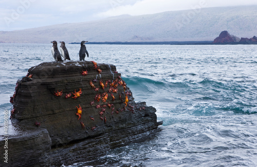 Ecuador. Parque Nacional de las Islas Galapagos. Pingüinos de Galapagos (Spheniscus mendiculus) y zapayas (Grapsus grapsus). photo