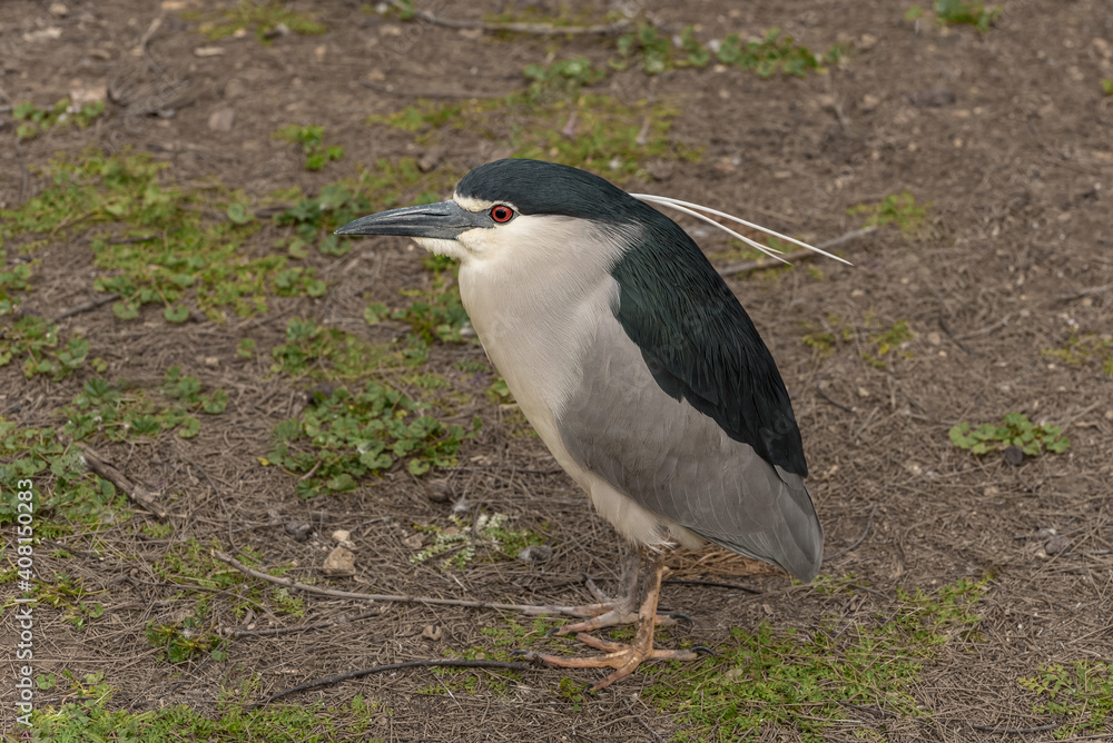 Black-crowned night heron Black-crowned night heron