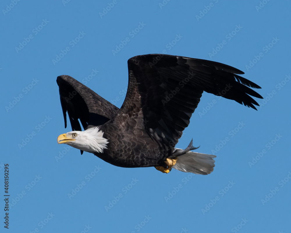 Obraz premium american bald eagle
