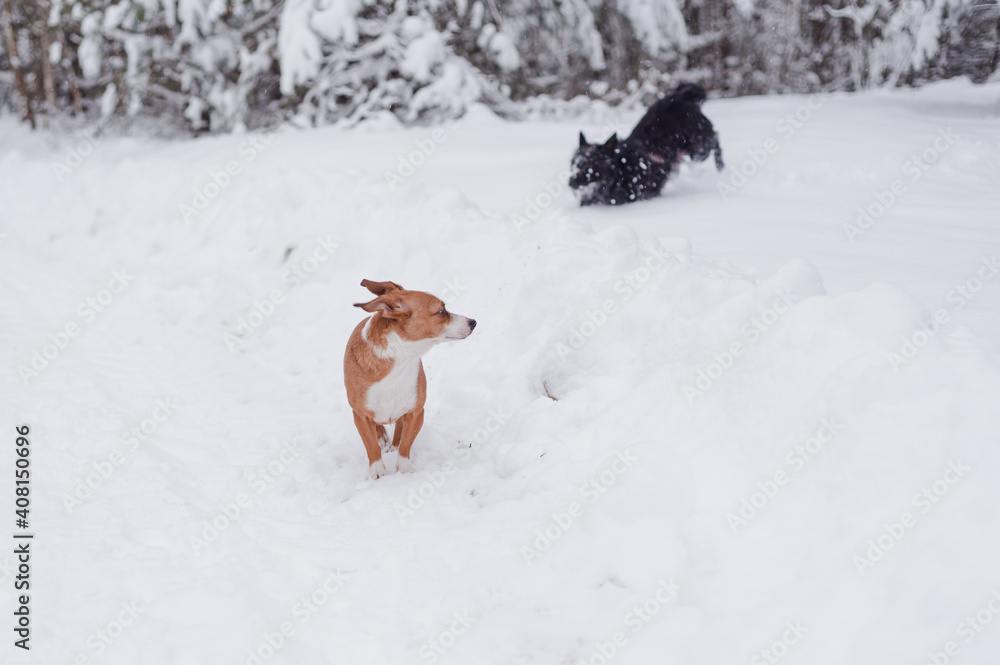 Two small dogs playing in winter forest