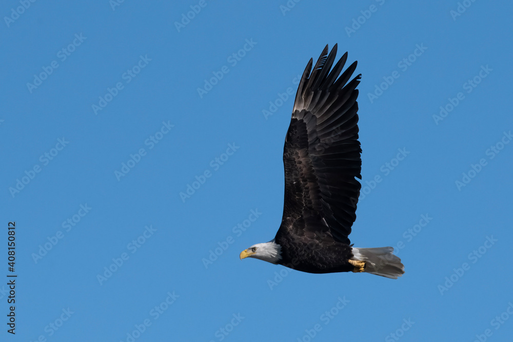 Naklejka premium american bald eagle