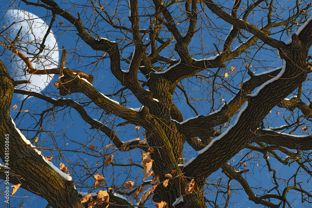 Bare oak tree with spooky branches against blue sky and huge moon in winter forest. Moody nature background.