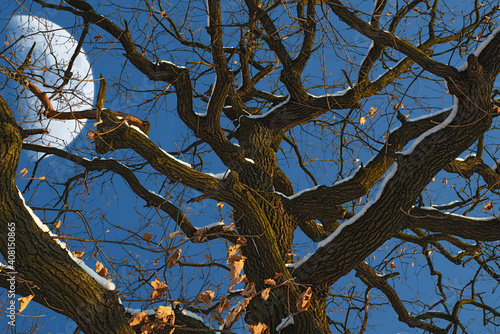 Obraz na płótnie Bare oak tree with spooky branches against blue sky and huge moon in winter forest. Moody nature background. w salonie