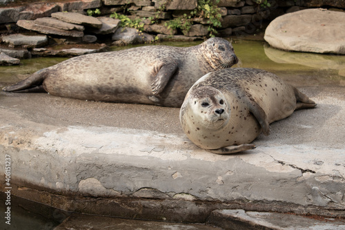 Harbour or common seal resting on the concrete ground  in the background of stones and water. View of two lying seals. (Phoca vitulina)  © Martin