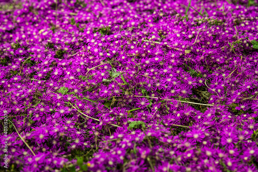 Fototapeta premium pink and purple flower field spring mood