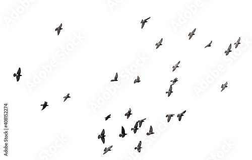 A flock of birds isolated on a white background.