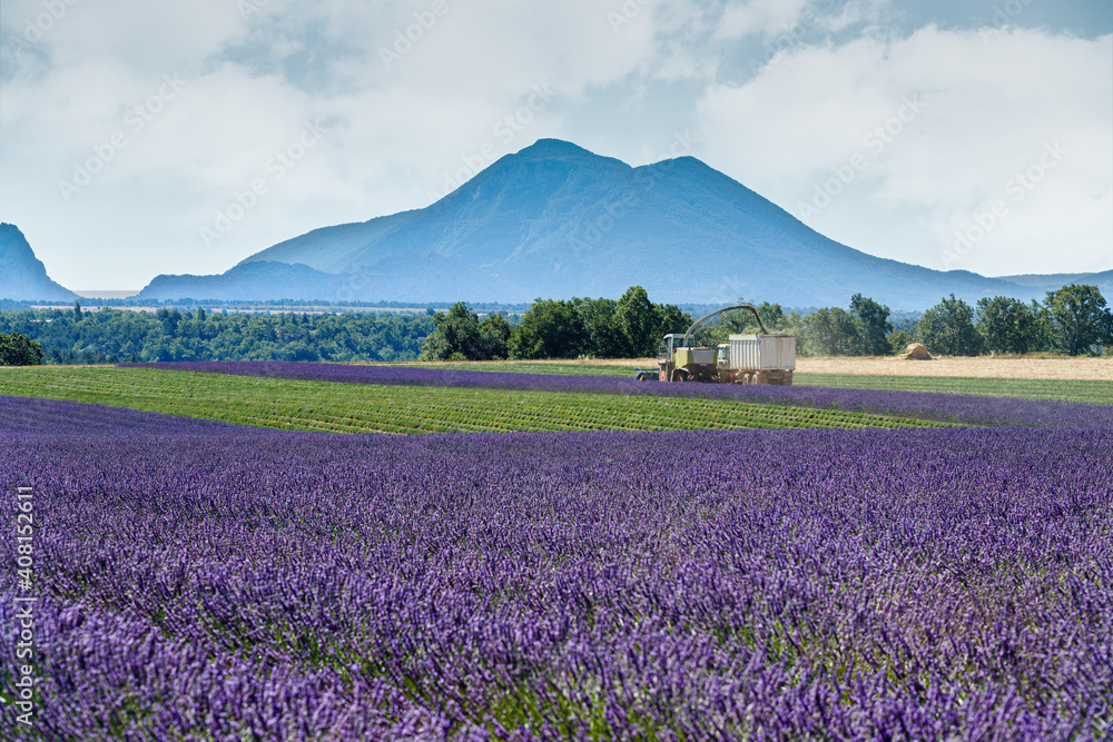 Obraz premium lavendel fields in Provence
