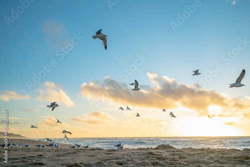 Tropical beach sunset and flock of flying birds, California