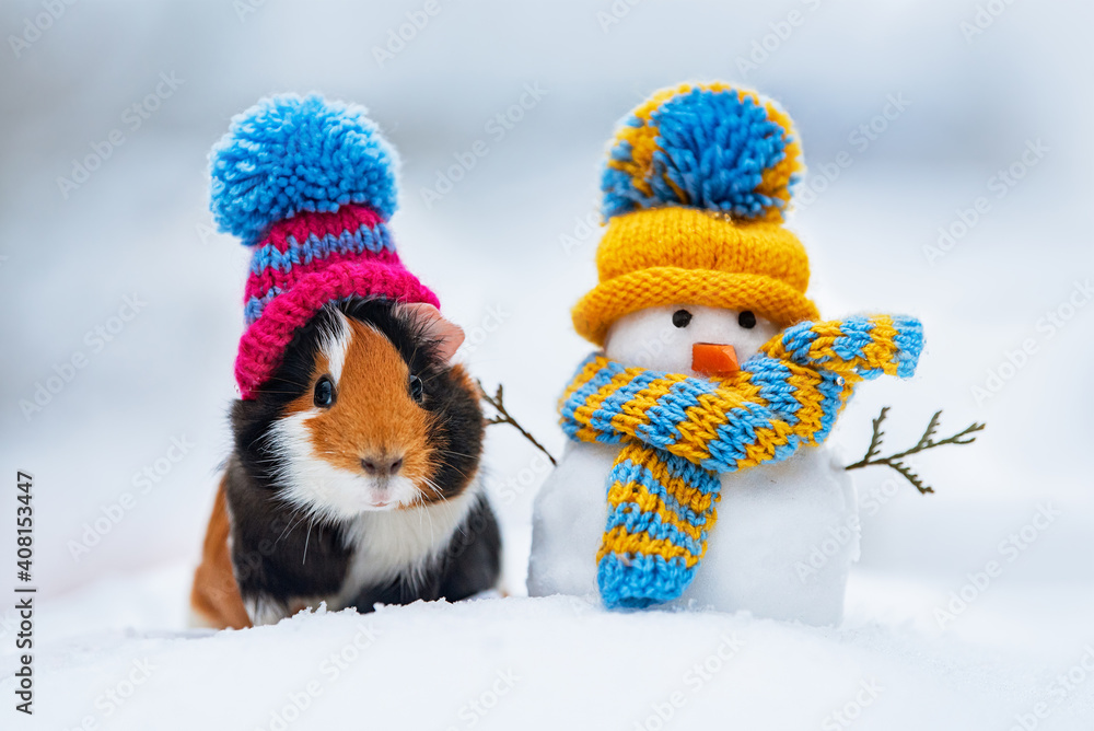 Guinea pigs in hot sale winter