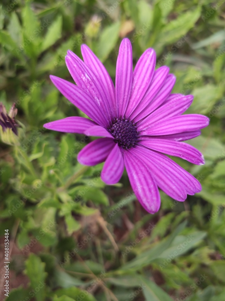 Fototapeta premium cosmos flower in the garden