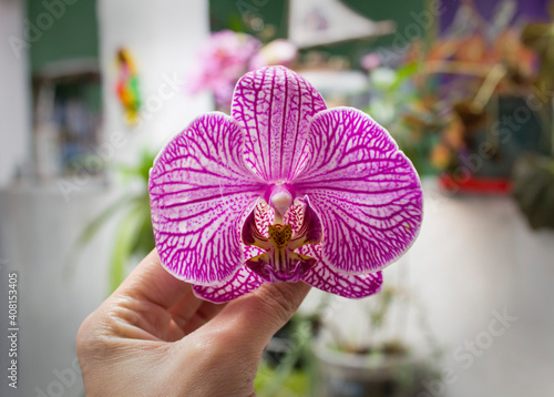 white purple pink Phalaenopsis orchid flower in hand with blurred background